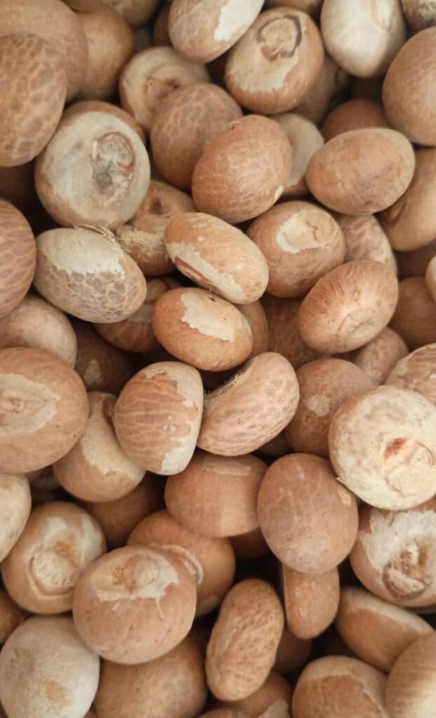 Indian Arecanut